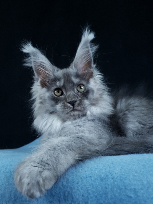 X*Warm sun Akbars (polydactyl 66/66) - Kitten maine-coon 3 months 1.5 week