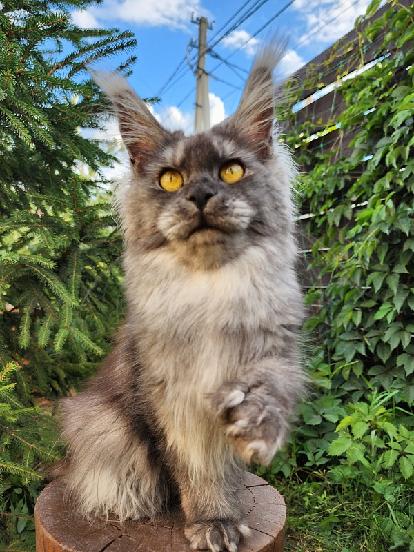 X*Warm sun Akbars (polydactyl 66/66) - Adult maine-coon 1 year 2.5 weeks