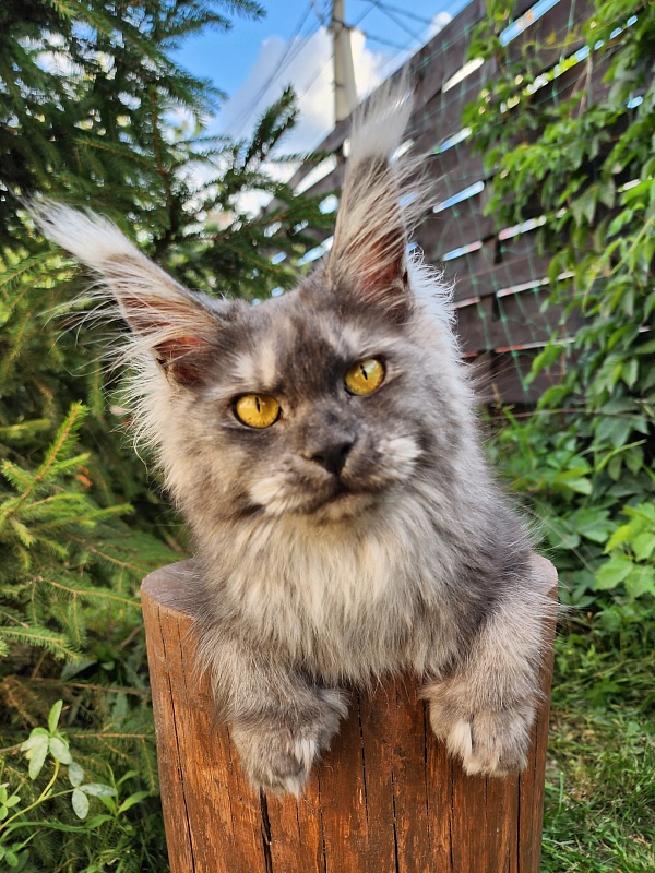 X*Warm sun Akbars (polydactyl 66/66) - Adult maine-coon 1 year 2.5 weeks
