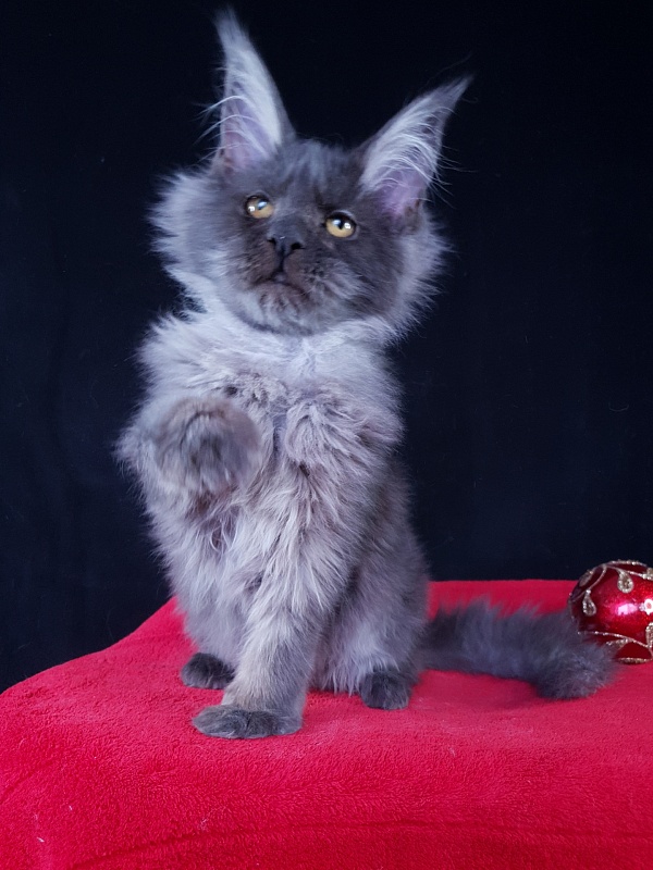 Verona  Akbars (PET) - Kitten maine-coon 4 months 2.5 weeks