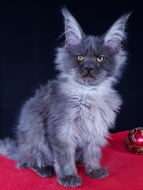 Verona  Akbars (PET) - Kitten maine-coon 4 months 2.5 weeks