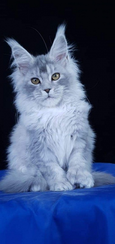 Zena Akbars  (polydactyl 66/66) - Kitten maine-coon 4 months 4 weeks