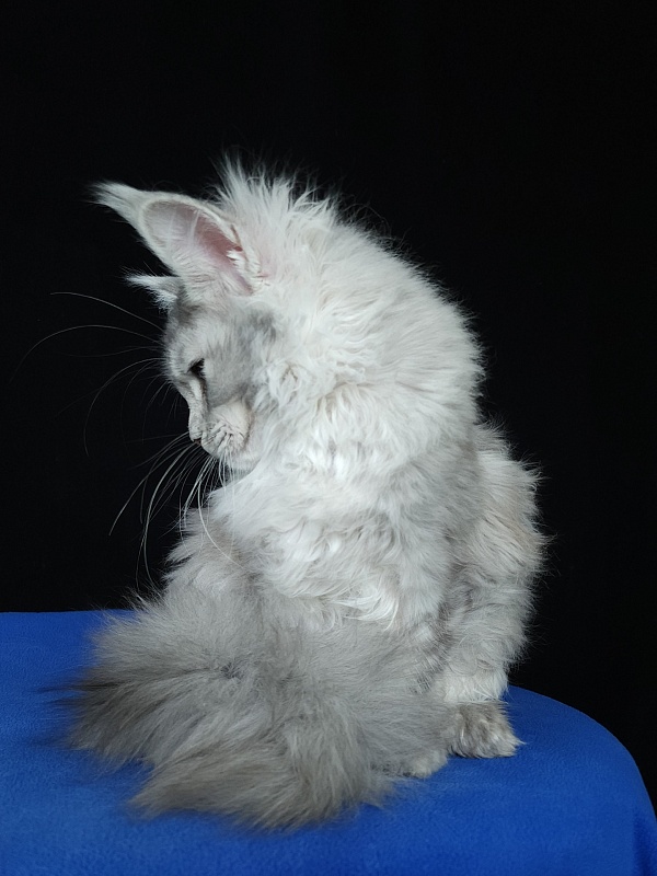 Zena Akbars  (polydactyl 66/66) - Kitten maine-coon 5 months 3 weeks