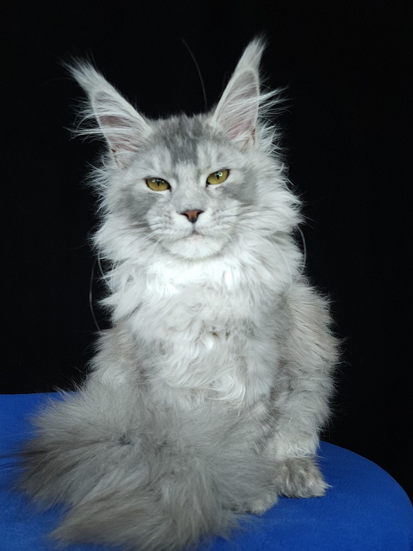 Zena Akbars  (polydactyl 66/66) - Kitten maine-coon 5 months 3 weeks