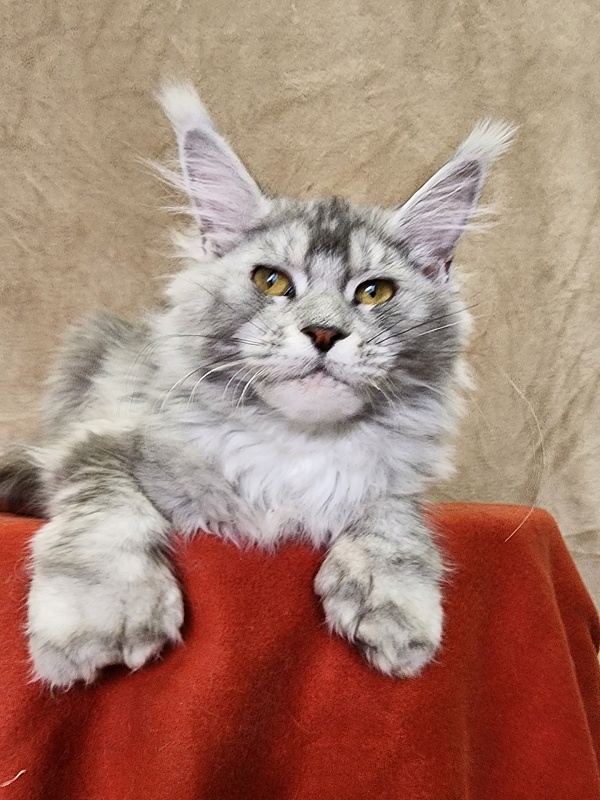 Zena Akbars  (polydactyl 66/66) - Kitten maine-coon 6 months 2.5 weeks
