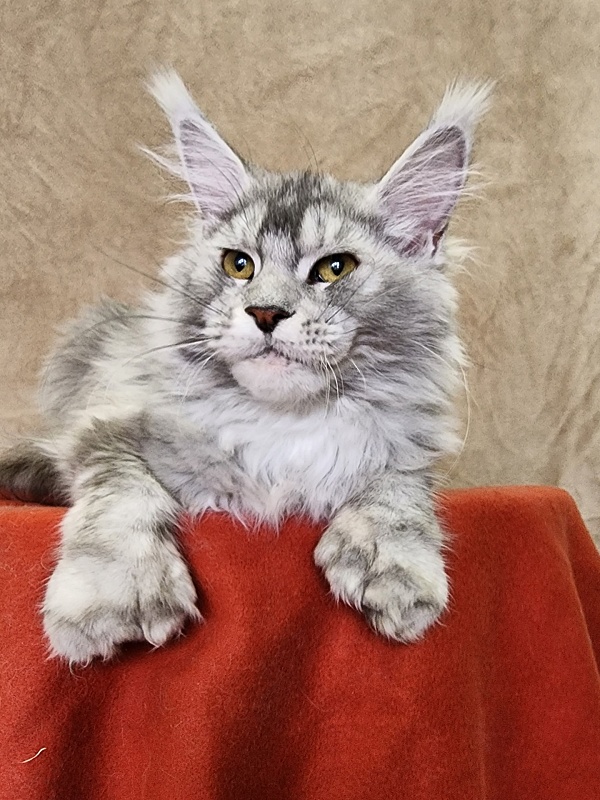 Zena Akbars  (polydactyl 66/66) - Kitten maine-coon 6 months 2.5 weeks