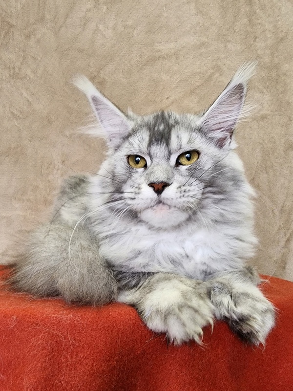 Zena Akbars  (polydactyl 66/66) - Kitten maine-coon 6 months 2.5 weeks