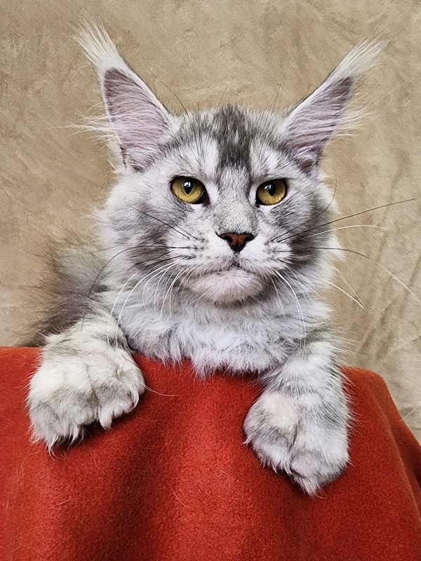 Zena Akbars  (polydactyl 66/66) - Kitten maine-coon 6 months 2.5 weeks