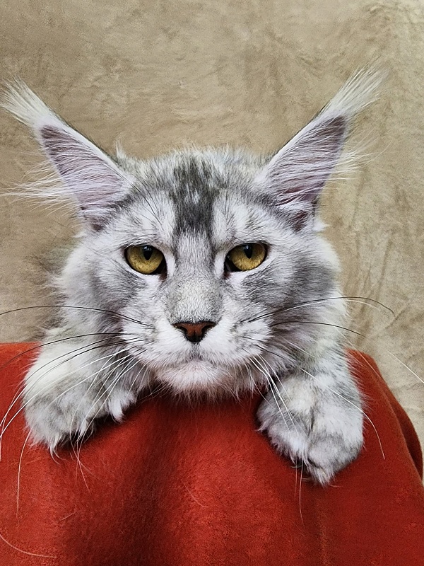 Zena Akbars  (polydactyl 66/66) - Kitten maine-coon 6 months 2.5 weeks