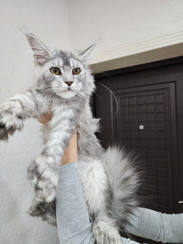 Zena Akbars  (polydactyl 66/66) - Junior maine-coon 7 months