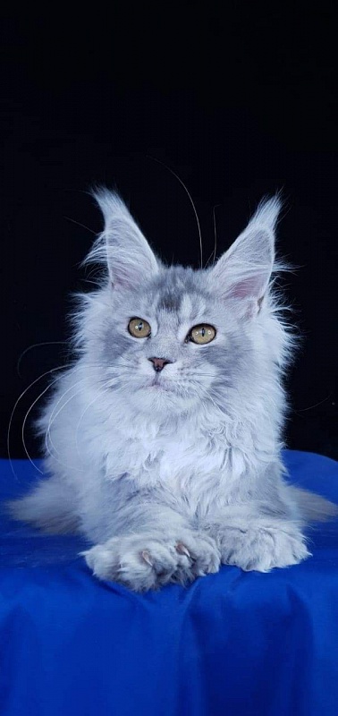 Zena Akbars  (polydactyl 66/66) - Kitten maine-coon 4 months 4 weeks