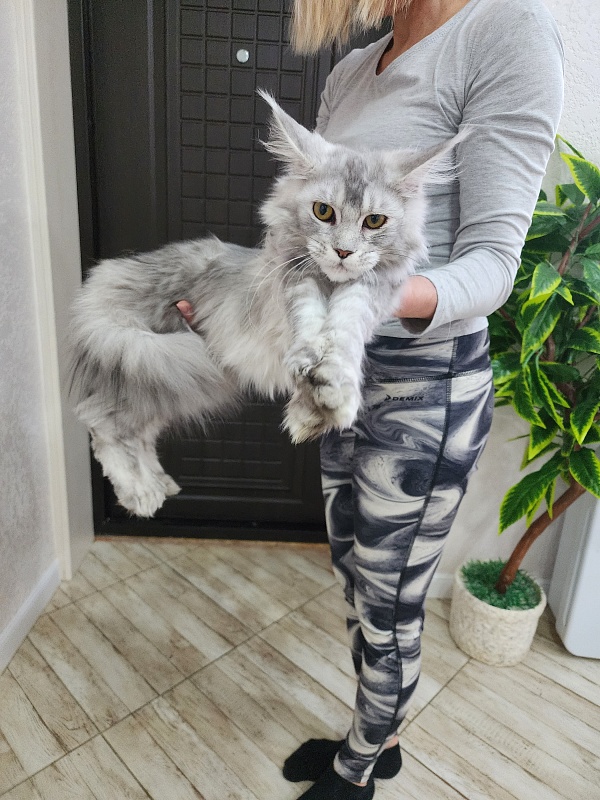 Zena Akbars  (polydactyl 66/66) - Junior maine-coon 7 months
