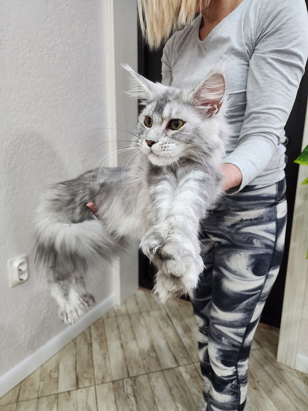 Zena Akbars  (polydactyl 66/66) - Junior maine-coon 7 months