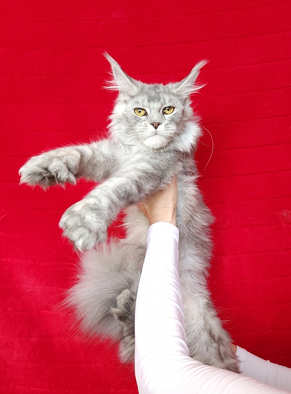 Zena Akbars  (polydactyl 66/66) - Junior maine-coon 7 months 1.5 week
