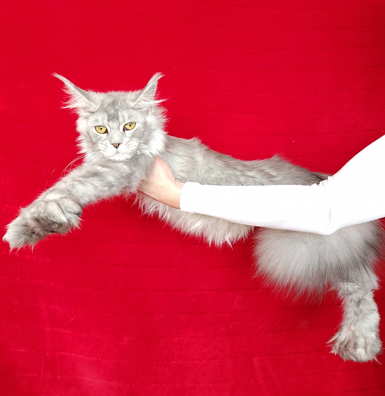 Zena Akbars  (polydactyl 66/66) - Junior maine-coon 7 months 1.5 week