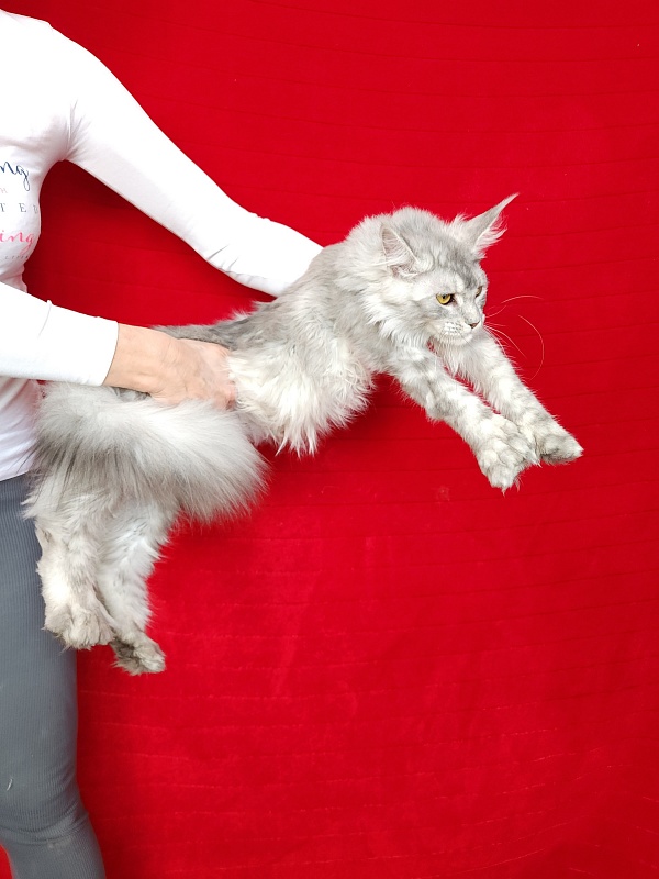 Zena Akbars  (polydactyl 66/66) - Junior maine-coon 7 months 1.5 week