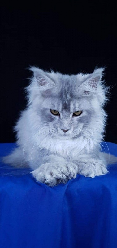 Zena Akbars  (polydactyl 66/66) - Kitten maine-coon 4 months 4 weeks