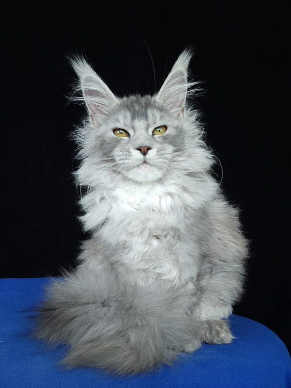 Zena Akbars  (polydactyl 66/66) - Kitten maine-coon 5 months 3 weeks