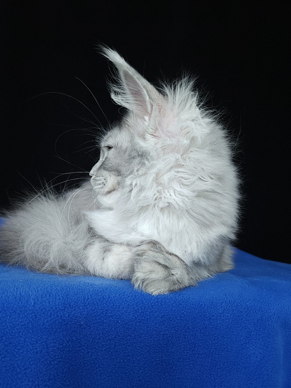 Zena Akbars  (polydactyl 66/66) - Kitten maine-coon 5 months 3 weeks