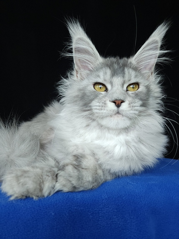 Zena Akbars  (polydactyl 66/66) - Kitten maine-coon 5 months 3 weeks