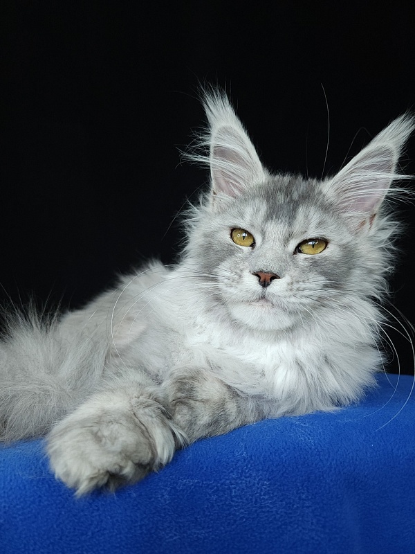 Zena Akbars  (polydactyl 66/66) - Kitten maine-coon 5 months 3 weeks