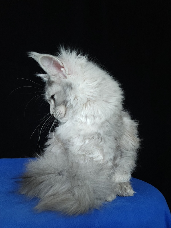 Zena Akbars  (polydactyl 66/66) - Kitten maine-coon 5 months 3 weeks