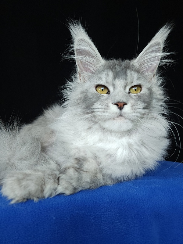 Zena Akbars  (polydactyl 66/66) - Kitten maine-coon 5 months 3 weeks