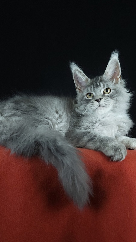 Zugar  Akbars (polydactyl 66/66) - Kitten maine-coon 3 months 3 weeks