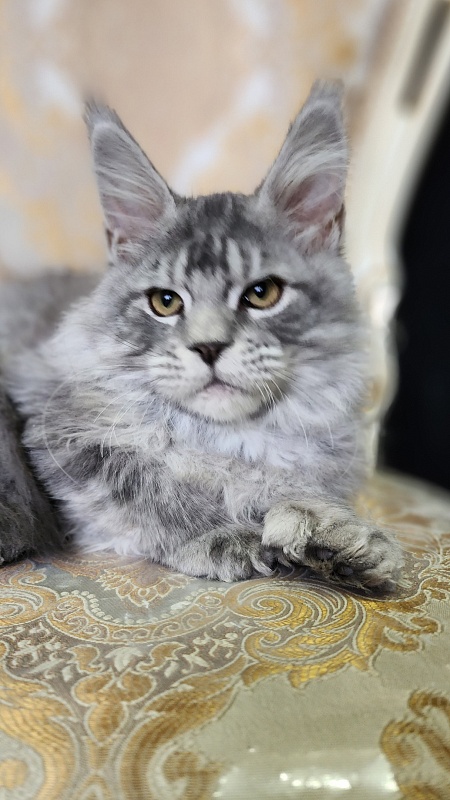 Zugar  Akbars (polydactyl 66/66) - Kitten maine-coon 4 months 2 weeks