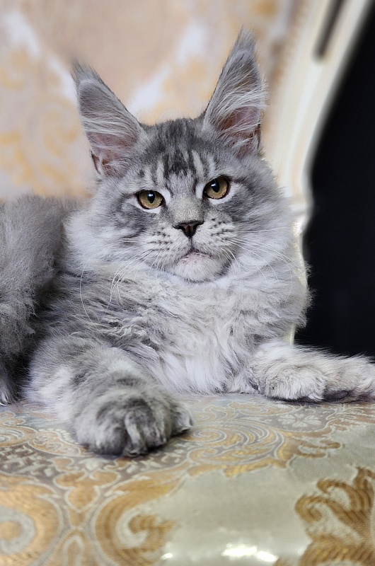 Zugar  Akbars (polydactyl 66/66) - Kitten maine-coon 4 months 2 weeks