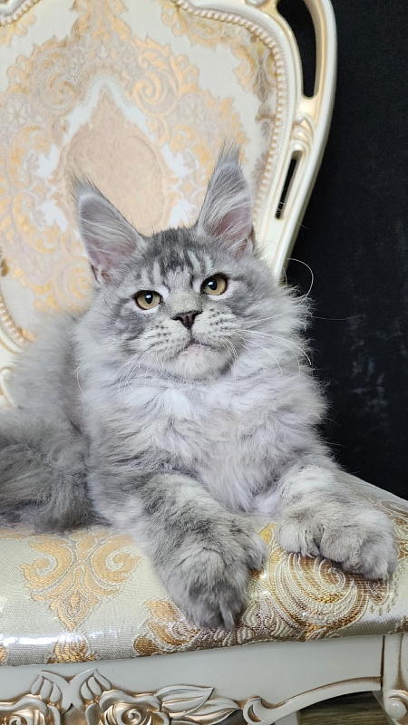 Zugar  Akbars (polydactyl 66/66) - Kitten maine-coon 4 months 2 weeks