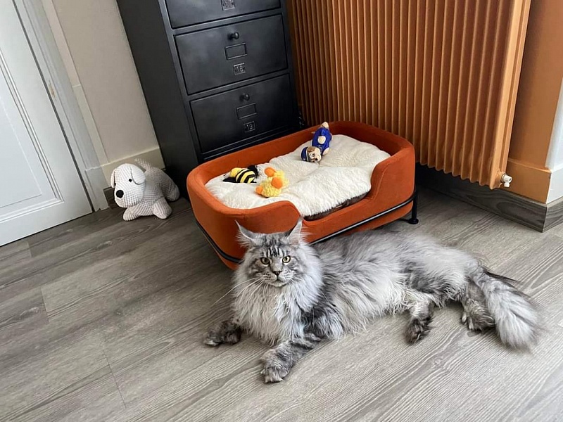 Zugar  Akbars (polydactyl 66/66) - Adult maine-coon 1 year 0.5 weeks