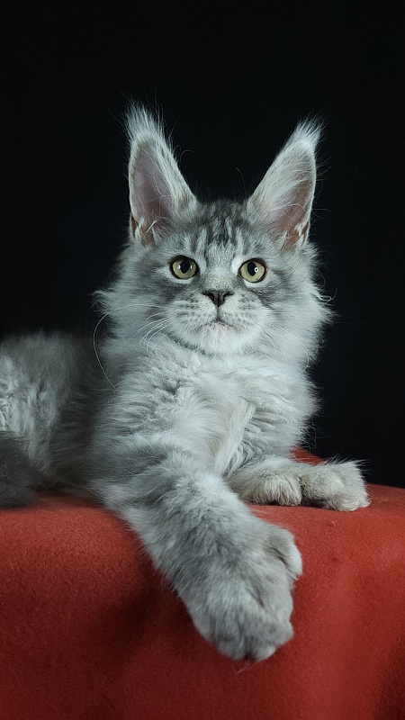 Zugar  Akbars (polydactyl 66/66) - Kitten maine-coon 3 months 3 weeks