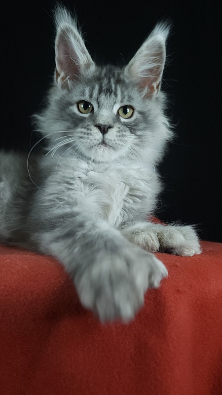 Zugar  Akbars (polydactyl 66/66) - Kitten maine-coon 3 months 3 weeks