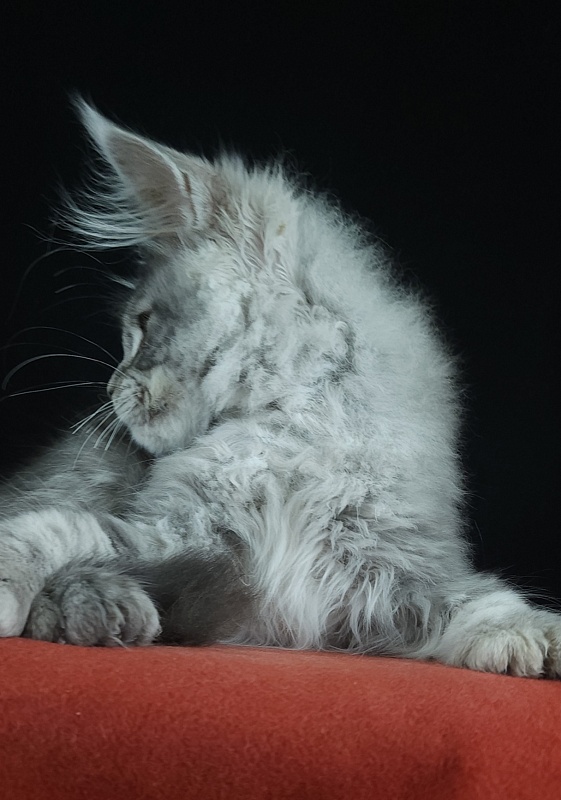 Zugar  Akbars (polydactyl 66/66) - Kitten maine-coon 3 months 3 weeks