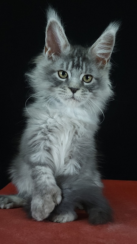 Zugar  Akbars (polydactyl 66/66) - Kitten maine-coon 3 months 3 weeks