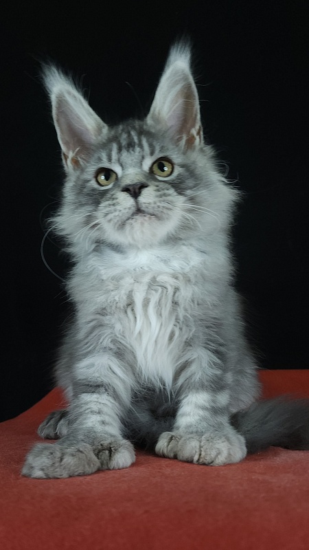 Zugar  Akbars (polydactyl 66/66) - Kitten maine-coon 3 months 3 weeks