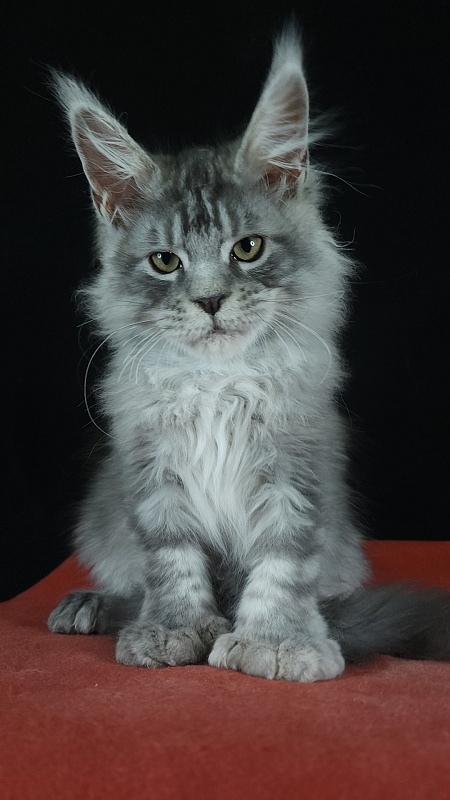Zugar  Akbars (polydactyl 66/66) - Kitten maine-coon 3 months 3 weeks