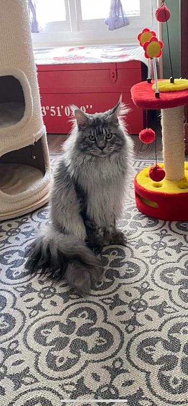 Zugar  Akbars (polydactyl 66/66) - Adult maine-coon 1 year 0.5 weeks