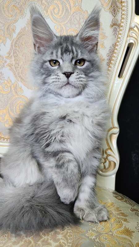 Zugar  Akbars (polydactyl 66/66) - Kitten maine-coon 4 months 2 weeks