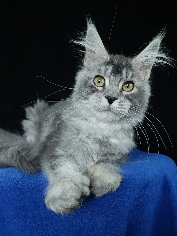 Zima  Akbars (polydactyl 66/66) - Kitten maine-coon 5 months 3 weeks