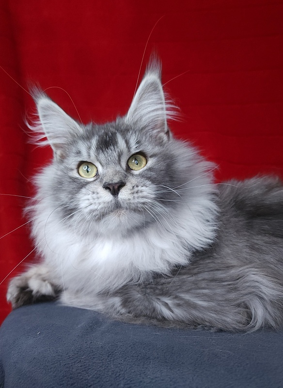 Zima  Akbars (polydactyl 66/66) - Adult maine-coon 1 year 2.5 weeks