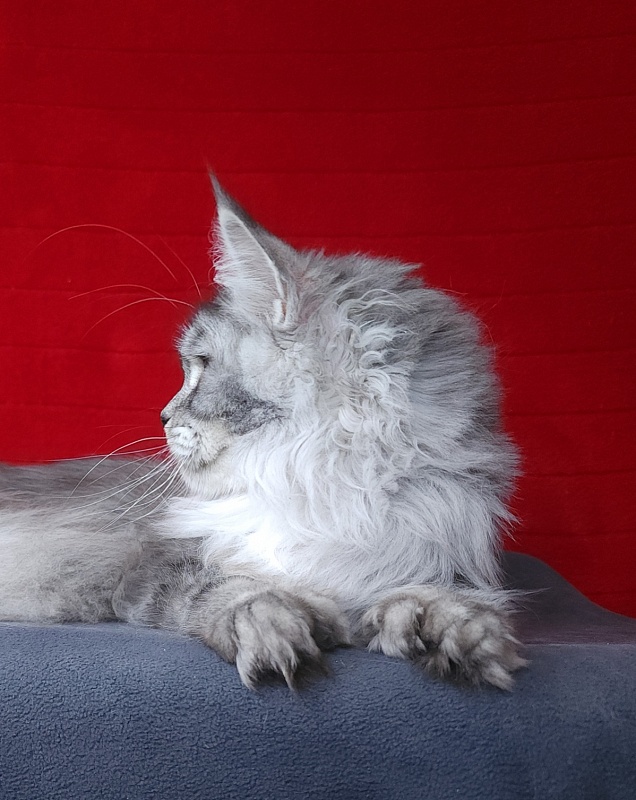 Zima  Akbars (polydactyl 66/66) - Adult maine-coon 1 year 2.5 weeks