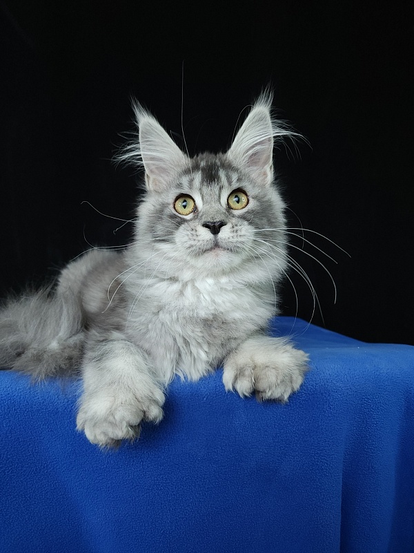 Zima  Akbars (polydactyl 66/66) - Kitten maine-coon 5 months 3 weeks