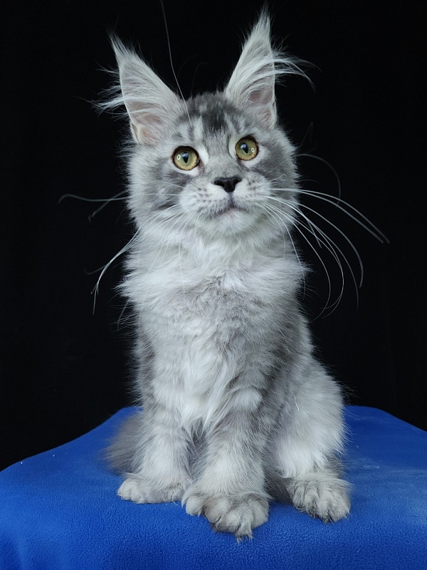 Zima  Akbars (polydactyl 66/66) - Kitten maine-coon 5 months 3 weeks