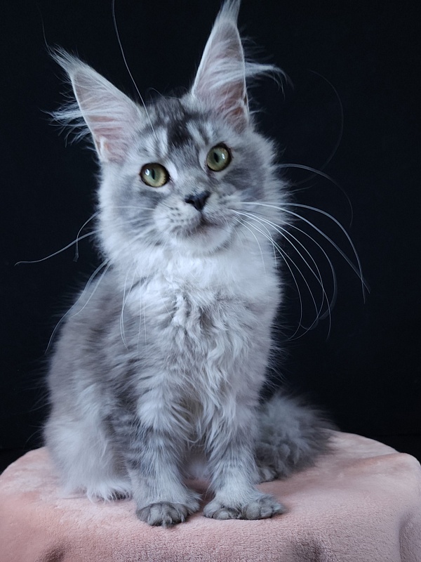 Zima  Akbars (polydactyl 66/66) - Junior maine-coon 7 months 1 week