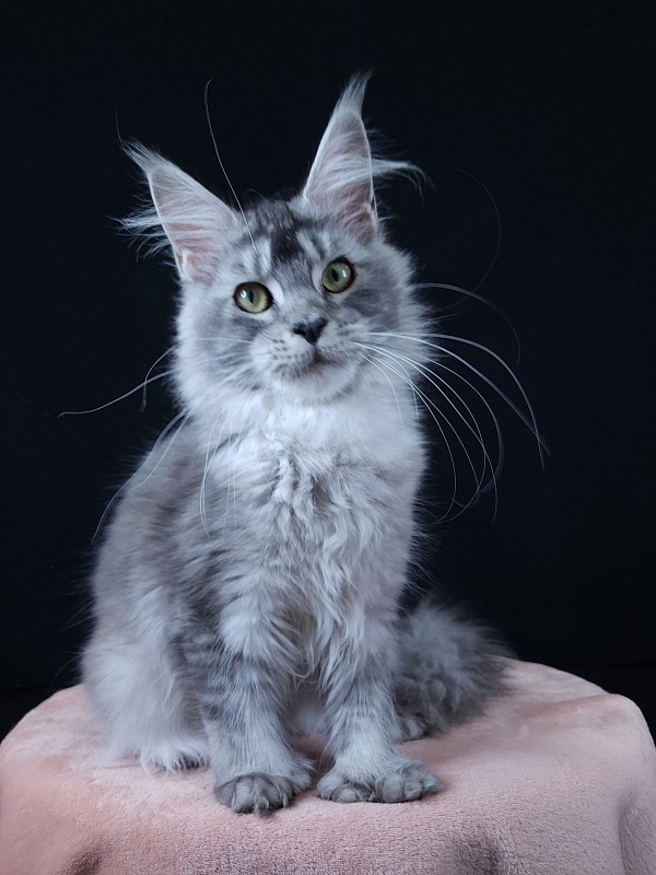 Zima  Akbars (polydactyl 66/66) - Junior maine-coon 7 months 1 week