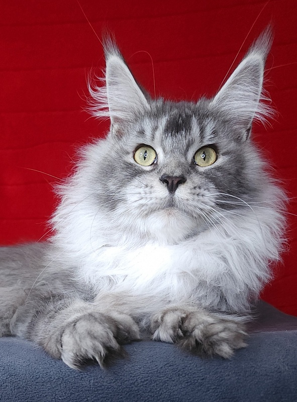 Zima  Akbars (polydactyl 66/66) - Adult maine-coon 1 year 2.5 weeks