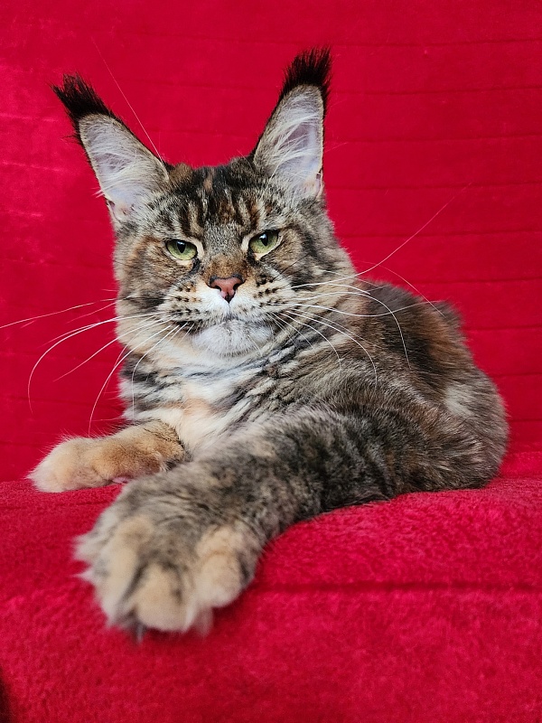 Spektrum Karina - Adult maine-coon 11 months 3 weeks