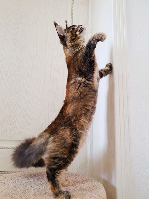 Spektrum Karina - Kitten maine-coon 5 months